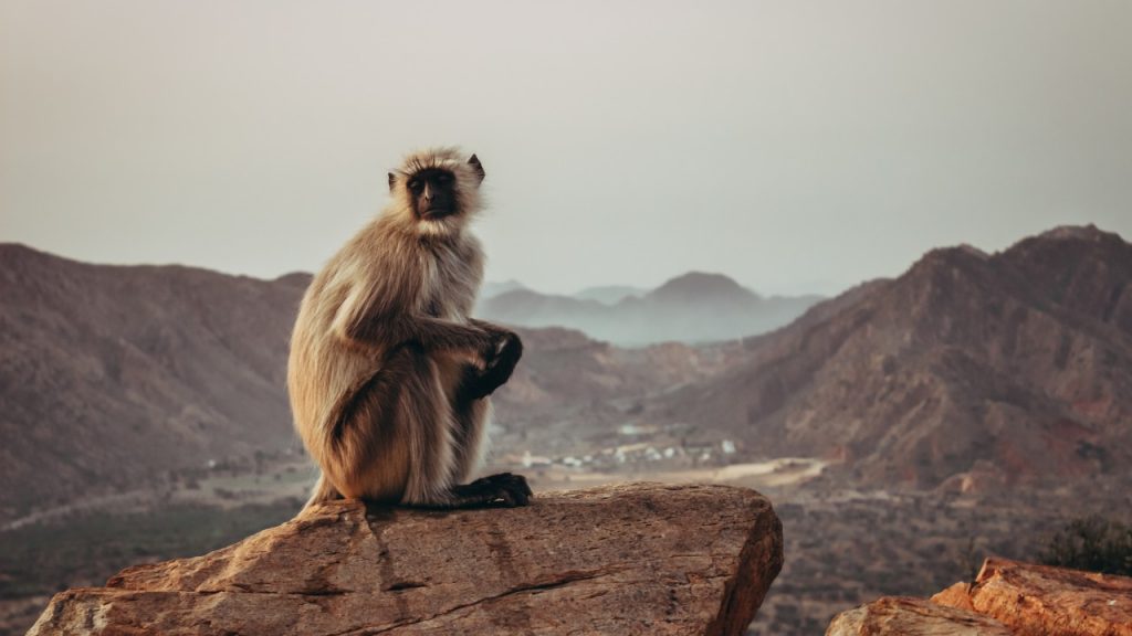 monkey