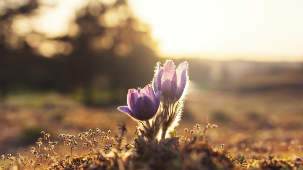 blooming flower