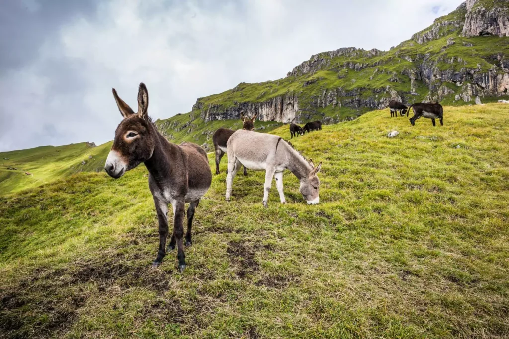 a mule, symbolic of being stubborn against God's plan