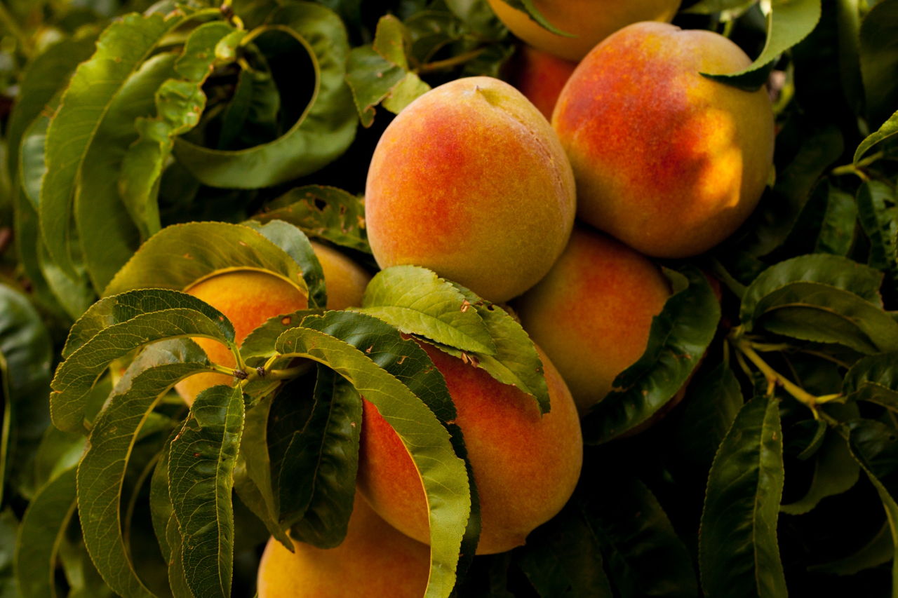 From Doubt Comes Peaches