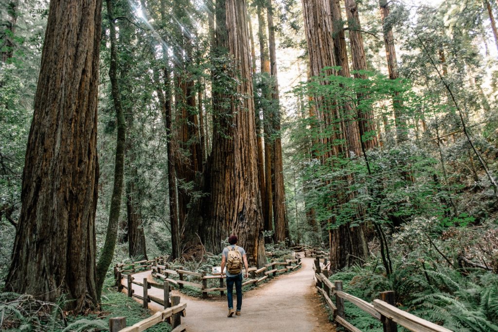 man at a fork in a forest, making a decision of what path to take