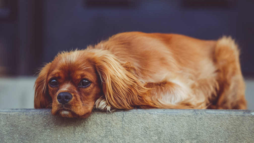 sad dog